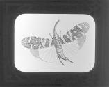 Chinese Lantern Fly.