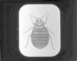 Bed Bug.