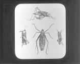 Locust, Katydid and Grasshopper.
