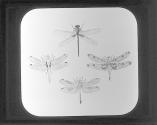 Agrion basalis, Diplax, Berenice and D. Elisa.