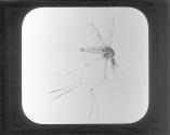 Great Dragon Fly.