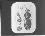 Digestive, Respiratory and Nervous System of Bee.