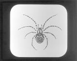 Theridion Aphane.