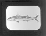 Mackerel.
