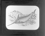 Sword Fish.