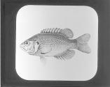 Black Bass.