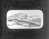 Pickerel.