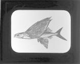 Flying Fish.