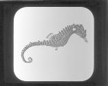 Sea Horse.
