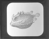 Truck Fish.