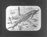 Sturgeon.