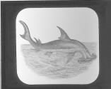 Hammerhead Shark.