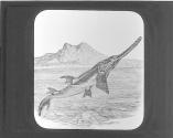 Saw Fish.