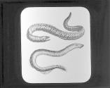 Lamprey.