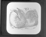 Pearly Nautilus.