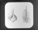 Murex, Tenuispina and Pyrula Canaliculata.