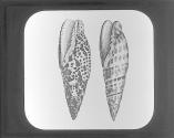 Mitra Episcopalis and Papalis.