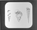 Turritella, Scalaria and Vermetus.