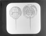 Limulus Longispinus.