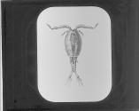 Cyclops Quadricornis.