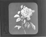 Boursalt Rose.
