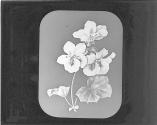 Pelargonium.