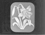 Amaryllis Johnsoni.