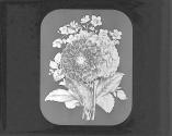 Dahlia Variabilis, Eutoca Viscida.