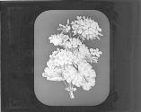 Scarlet Geranium.