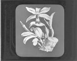 Cattleya Superba.