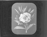 Oleander.