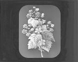 Blackberry, Flower and Fruit.