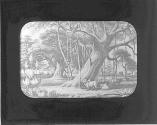 Banyan Tree.