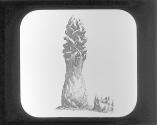 Snow Plant.