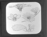 Composite Family. Chickory and Calliopsis.