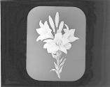 White Garden Lily.