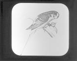 Undulated Parrot.
