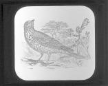 Missel Thrush.