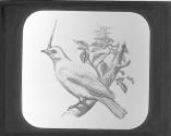 Bell Bird.