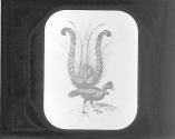 Lyre Bird.