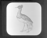 Great Bustard.