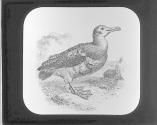 Mutton Albatros.