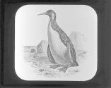 Penguin.