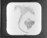 Pentacrimites Briareus.