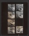 [Contact sheet from Bush Baby]