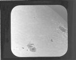 Sun Spots and Faculae.