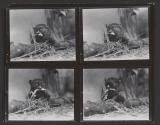 [Contact sheet from Bush Baby]