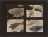 [Contact sheet from Bush Baby]