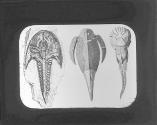Pterichys, Coccostes and Cephalaspis.