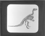 Skelton of Iguanodon.